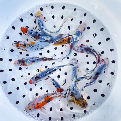 Shubunkin goldfish for - shubunkin, sale