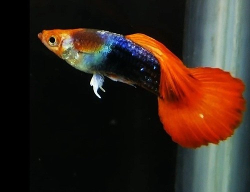 Male female fancy - 6, guppy